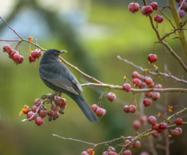 Closeup of a blackbird sitting in an apple tree