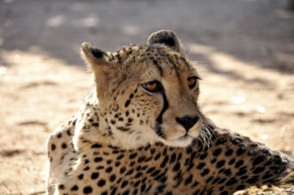 Cheetah lying in the road
