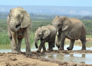 An African Elephant family in the Addo Elephant Park, South Africa