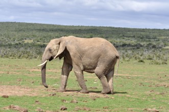 An African Elephant in the Addo Elephant Park, South Africa