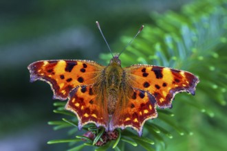 Orange schmetterling auf einem grünen tannenzweig nahaufnahme
