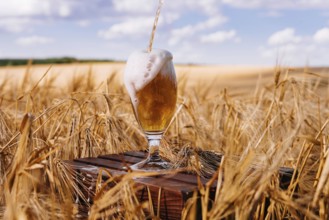 Food, Glass of beer against wheat field