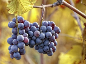 Ripe Pinot Noir grapes with autumnal vine leaves