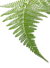 Close up of a curling green fern leaf on a white background
