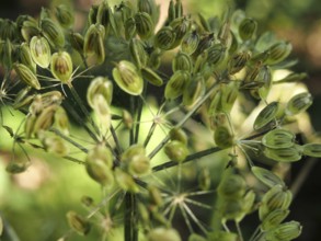 Close up of green wild cow parsnip seed heads against a blurred nature background