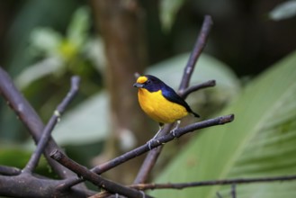 Close-up of a colorful Violaceous euphonia perched on a branch against defocused green background,