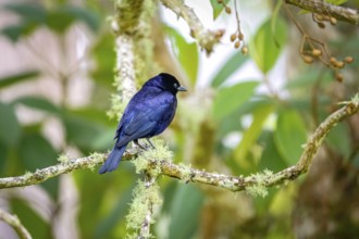 Blue-black grassquit perched on a branch against defocused green background, Caraca natural park,