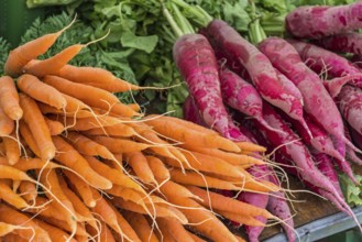 Fresh vegetables (carrots) at the farmers market