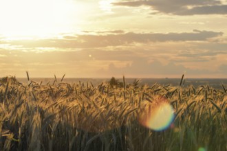 Wheat ears under the sunshine. Sun shining through ripe wheat