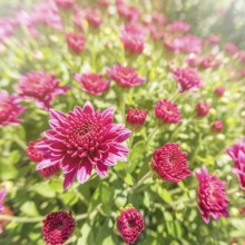 Flowering Pink Chrysanthemum in Autumn Garden, Background with Blossoming Chrysanthemum