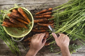 Cleaning and preparation of a bunch of freshly picked carrots