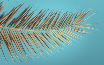 Retro Vintage Style Image Of An Old Palm Tree Branch Against An Azure Summer Sky
