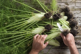 Cleaned and fennel just picked from the garden