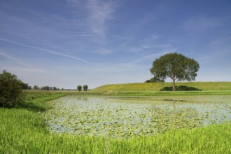 View at a dike with a tree from the floodplains of the River Waal near the Dutch village IJzendoorn