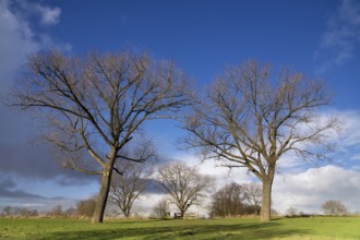 Bare trees in the floodplain of the river Waal near the Dutch village Vuren