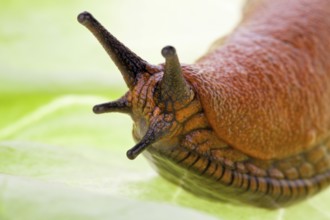 A nudibranch crawls on a lettuce leaf Austria