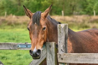 Portrait of the Chestnut Horse Barsel, Germany