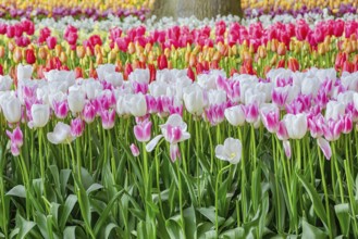 Flowerbed of tulips in the garden. Springtime in Netherlands Lisse, Netherlands