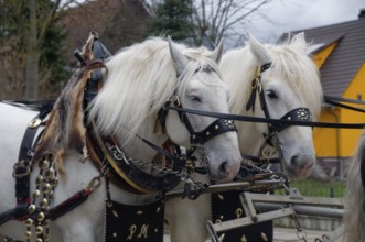 Horse and cart at the Gaildorf horse market, horse, Kocher valley, Kocher, Germany