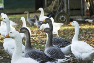 Geese in the outdoor enclosure
