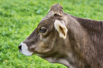Portrait of Dairy Cattle in the Traditional Pasture Bolsternang, Germany