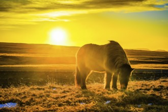 Iceland hose standing in grassland of sunrise. Shooting Location: Iceland, Reykjavik