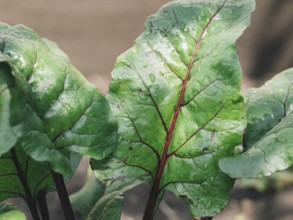 Organic Beet Leaves Grown in Garden. Chard leaves in garden, natural daylight. Copy space for text
