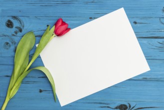 One red tulip and sheet of paper for your greetings on the background of blue wooden board