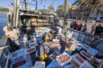 Sailors selecting the fish, pesca de arrastre o pesca de bou, Andratx, Majorca, Balearic Islands,