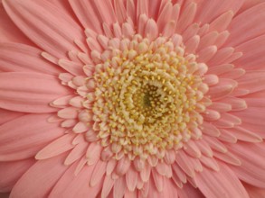 Gerbera