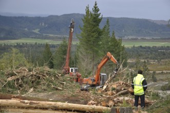 A hauler drags Pinus radiata logs to the top of a hill in Westland