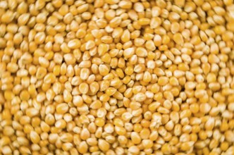 Beautiful background of popcorn for various uses. Popcorn kernels in defocused spiral close-up