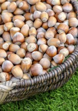 Hazelnut (Corylus in varieties), An den Dorfwiesen 9, Laußnitz, Saxony, Germany