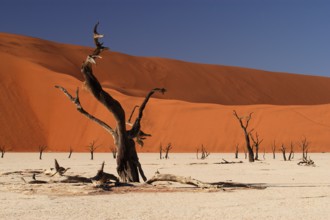 Africa, Namibia, Dead tree in Deadvlei, Deadwood, Deadvlei, Namibia