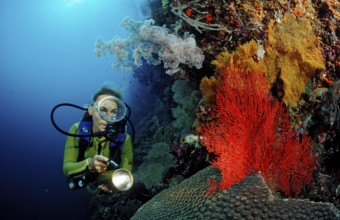 Diver and coral reef, Indonesia, Wakatobi Dive Resort, Sulawesi, Indian Ocean, Banda Sea