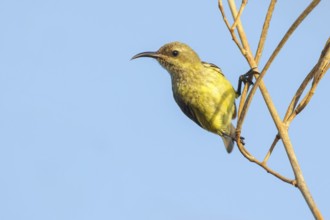 Green-breasted Sunbird, Green-throated Sunbird, Hedydipna platura, Anthodiaeta platura, (Anthreptes