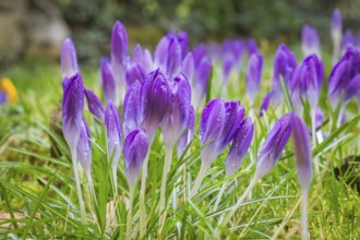 Crocuses in a meadow, Bannewitz, Saxony, Germany
