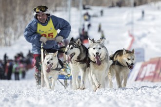 PETROPAVLOVSK-KAMCHATSKY, KAMCHATKA, RUSSIA, MARCH 2, 2014: Running sled dog team Kamchatka musher