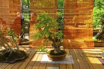 English oak, Bonsai in the style of