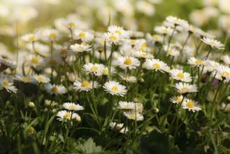 Backlit by sunlight daisy stalks closeup