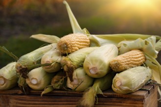 Just picked sweet corn cobs on wood plank crate closeup view