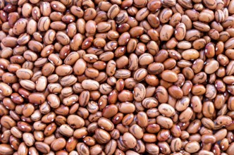 Beans of bean (beans). Background of many grains of dried beans. Brown beans texture. Food
