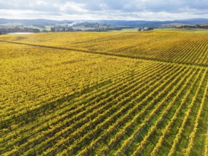 Late afternoon autumn sun over vines in the Yarra Valley near Yarra Glen, Victoria, Australia