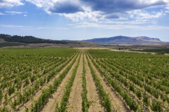 Aerial beautiful view of mountain vineyard in Crimea