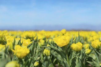 Dutch flower field with yellow tulips