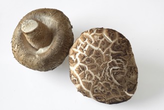 Two shiitake mushrooms, cut-out. Shiitake mushrooms, cut-out
