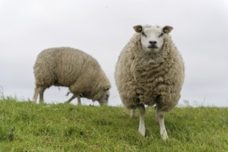 Texel sheep on dyke at Dutch wadden island