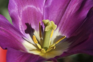 Tulip