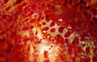 Coleman's partner shrimps on fire sea urchin, Periclimenes colemani, Asthenosoma varium, Bali,