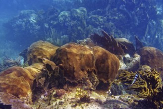 Mesoamerican barrier Great Mayan Reef in Riviera Maya of Caribbean Mexico